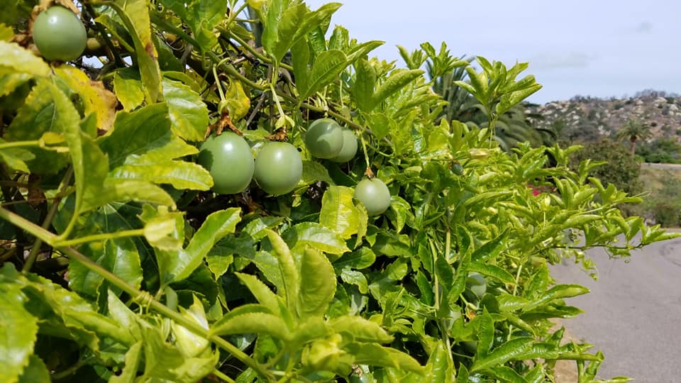 77404988_576544786606433_7086528624869769216_n