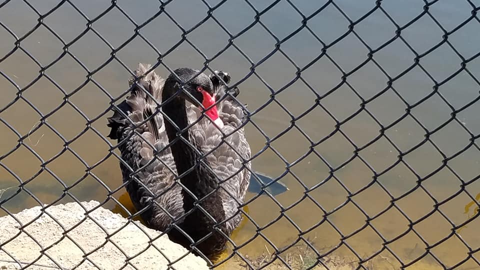 96067228_10218917096335651_6621158765045481472_n